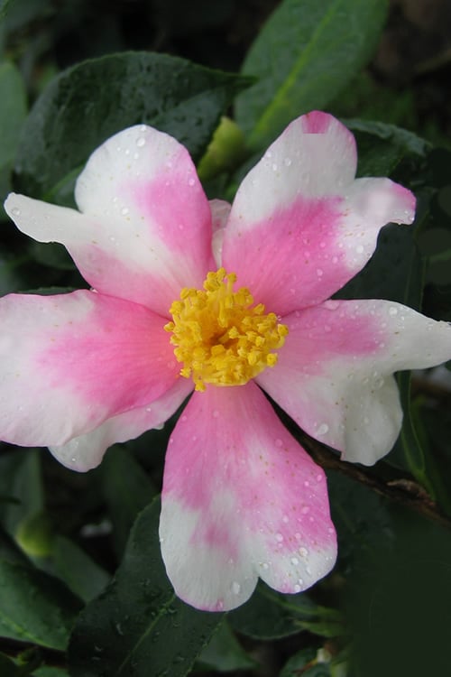 Yume Camellia Sasanqua - 3 Gallon Pot