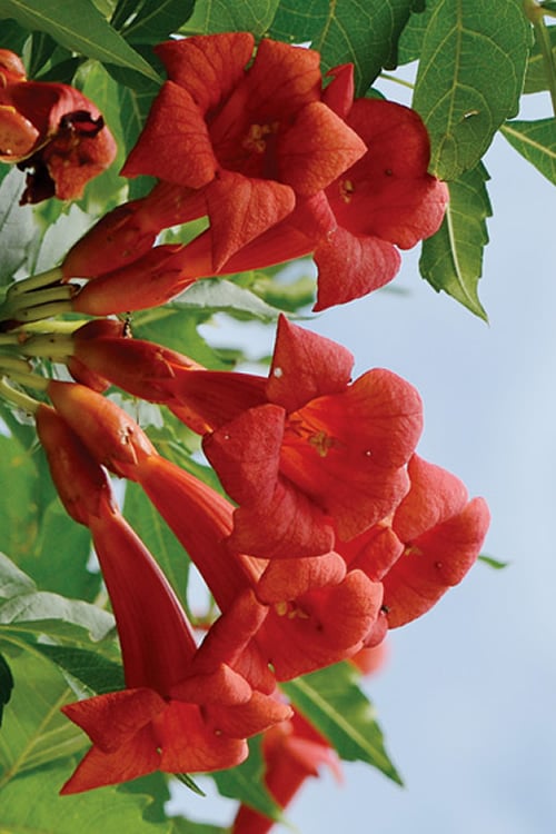 Balboa Sunset Trumpet Vine (Campsis Radicans) - 5 Gallon Pot