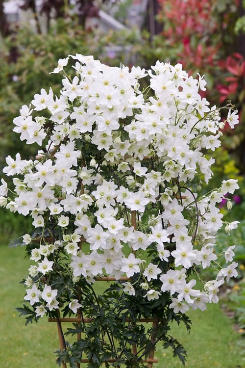 Avalanche Evergreen Clematis - 2 Gallon Pot