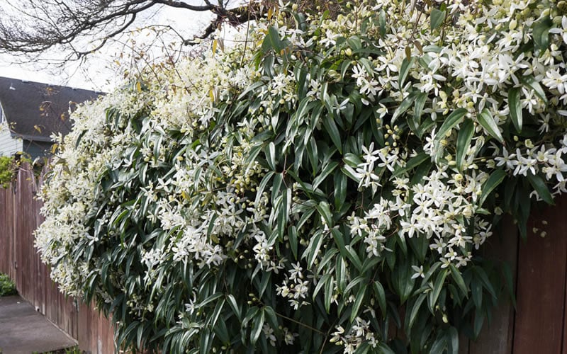 Snowdrift Evergreen Clematis Armandii - 2 Gallon Pot