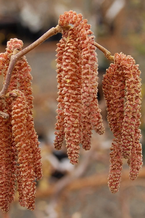 Red Dragon Contorted Filbert - Corylus Avellena - 3 Gallon Pot