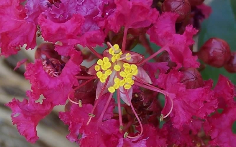 Berry Dazzle Dwarf Crape Myrtle (Single-Trunk Topiary) - 7 Gallon Pot