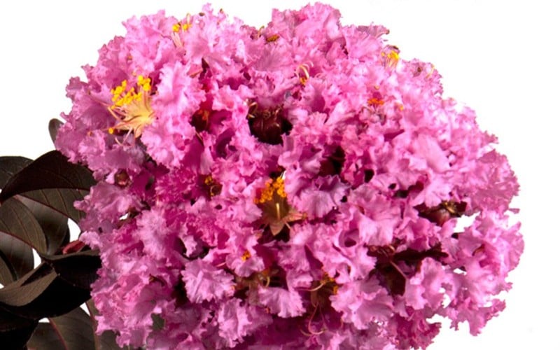 Delta Eclipse Crape Myrtle - 2 Gallon Pot