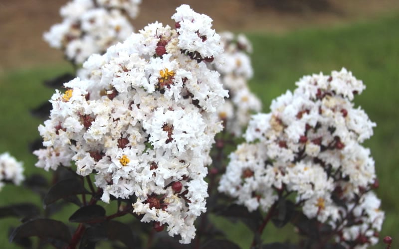 Lunar Magic Crape Myrtle Tree (Single Trunk) - 7 Gallon Pot (5-6')