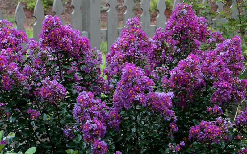 Purple Magic Crape Myrtle Tree (Multi Trunk) - 7 Gallon Pot
