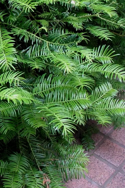 Creeping Japanese Plum Yew (Cephalotaxus Harringtonia 'Prostrata') - 2.5 Quart Pot