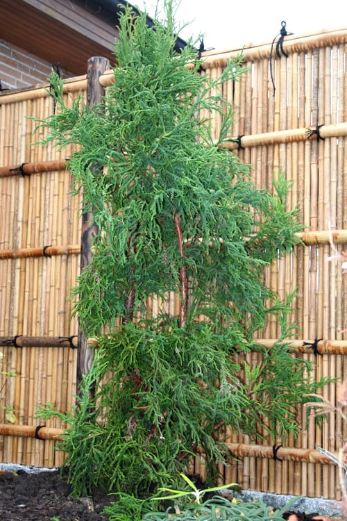 Rasen Sugi Cryptomeria Japanese Cedar - 3 Gallon Pot