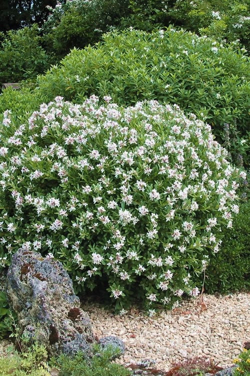 Eternal Fragrance Pink Summer Daphne - Daphne X Transatlantica 'BLAFRA' - 1 Gallon Pot
