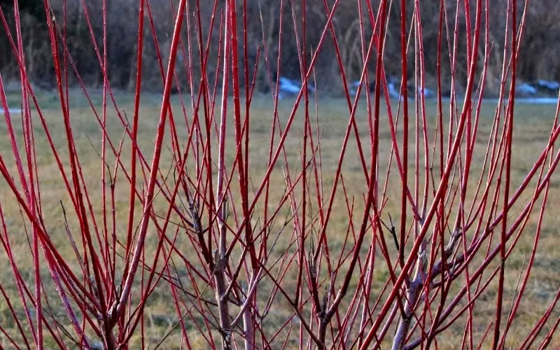 Variegated Dappled Willow Tree - Salix Integra 'Hakuro Nishiki' - 5 Gallon Pot
