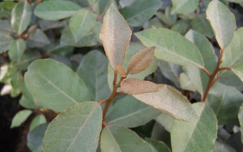 Fruitland Elaeagnus (Silverberry) - 1 Gallon Pot