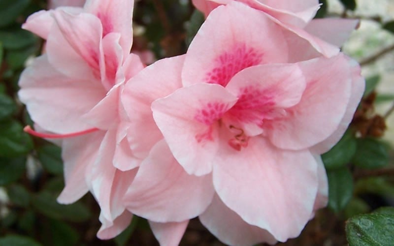 Autumn Belle Encore Azalea - 1 Gallon Pot