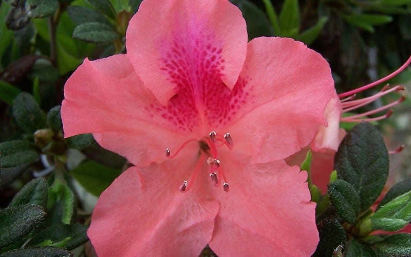 Autumn Coral Encore Azalea - 1 Gallon Pot