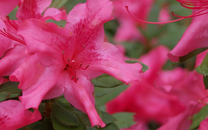 Autumn Sundance Encore Azalea - 3 Gallon Pot