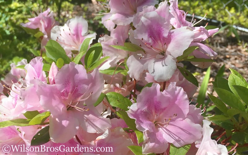 Autumn Sweetheart Encore Azalea - 1 Gallon Pot