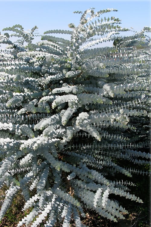 Bluey Cold Hardy Eucalyptus Tree (Eucalyptus Pulverulenta) - 3 Gallon Pot