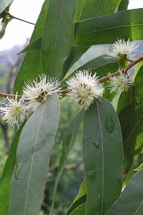 Jersey Girl Cold Hardy Eucalyptus Tree (Eucalyptus Macarthurii) - 3 Gallon Pot