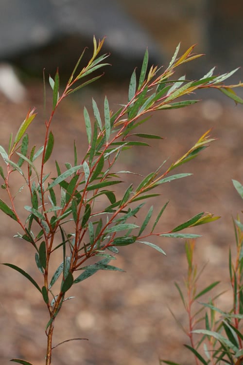 Skinny Minny Hardy Eucalyptus Tree (Eucalyptus Moorei) - 6 Pack Of 1 Gallon Pots