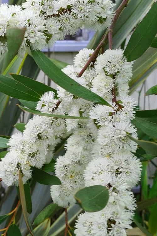 Snow Day Cold Hardy Eucalyptus Tree (Eucalyptus Gregsoniana) - 3 Quart Pot