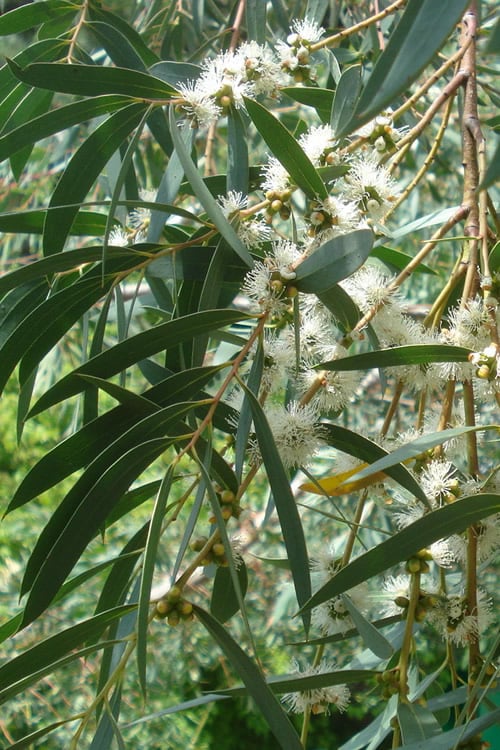 Funky Monkey Cold Hardy Eucalyptus Tree (Eucalyptus Parvula) - 6 Pack Of 1 Gallon Pots