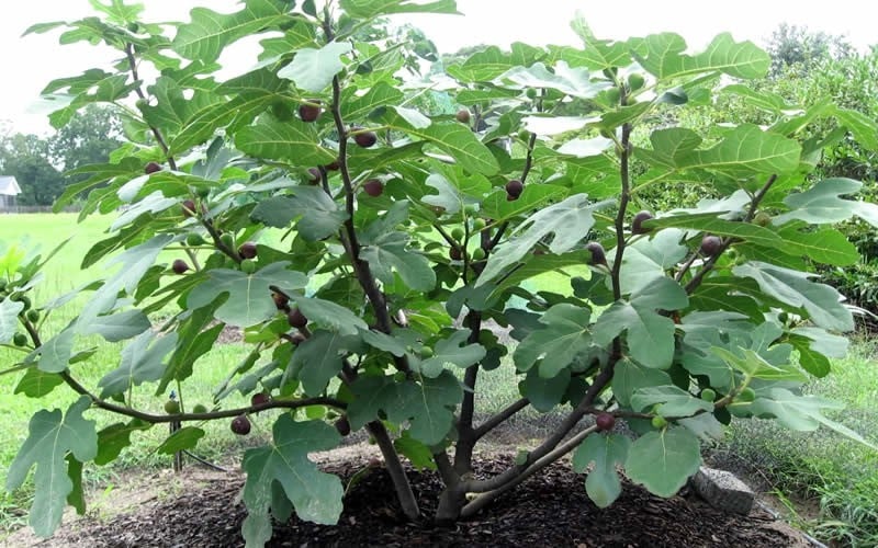 Chicago Cold Hardy Fig Tree - 3 Gallon Pot