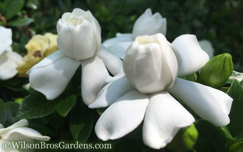 Crown Jewel Gardenia - 1 Gallon Pot