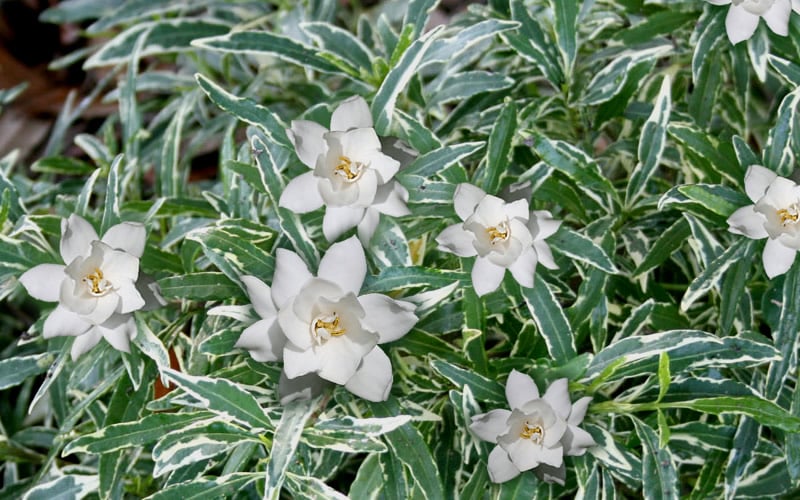 Variegated Creeping Dwarf Gardenia - 6 Pack Of 1 Gallon Pots