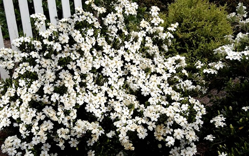 Heaven Scent Gardenia - 1 Gallon Pot