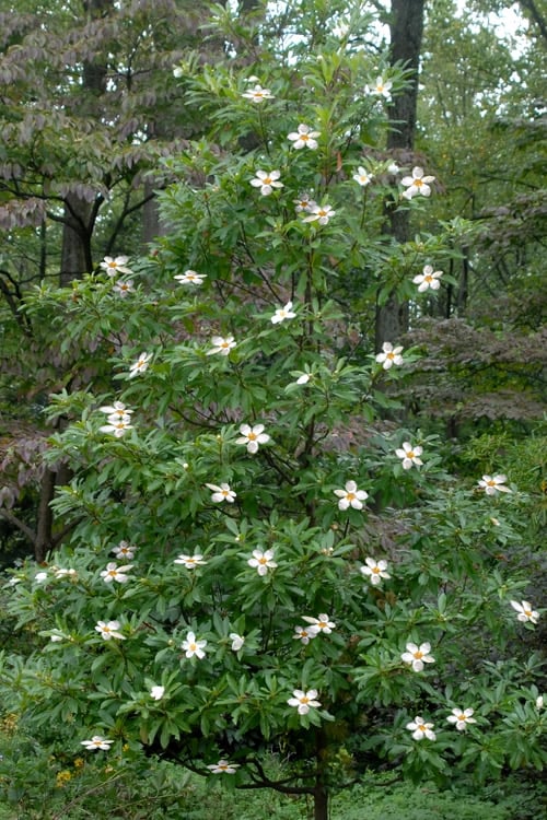 Sweet Tea Mountain Gordlinia - 3 Gallon Pot