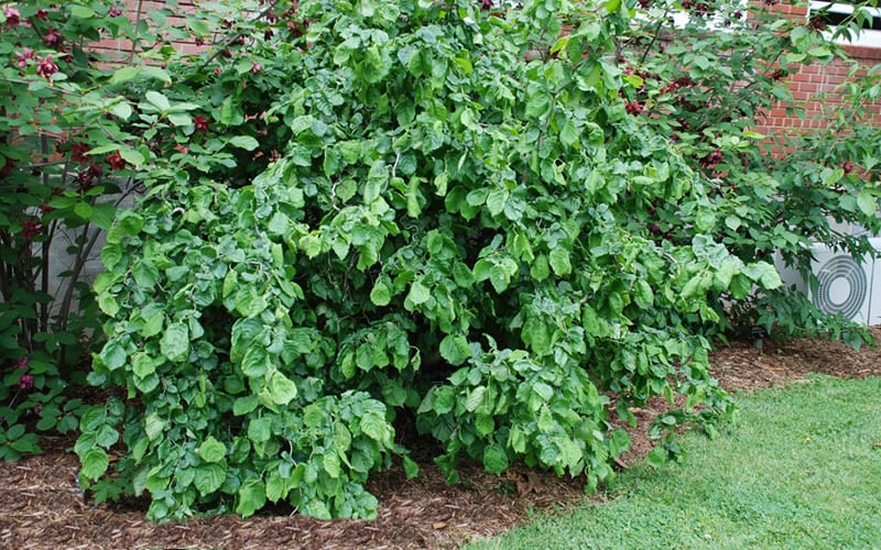 Harry Lauder's Walking Stick - Corylus Avellana 'Contorta' - 1 Gallon Pot