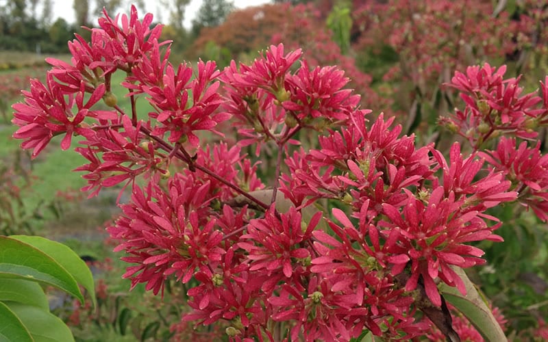 Temple Of Bloom Seven-son Flower (Heptacodium Miconioides) - 3 Pack Of Quart Pots