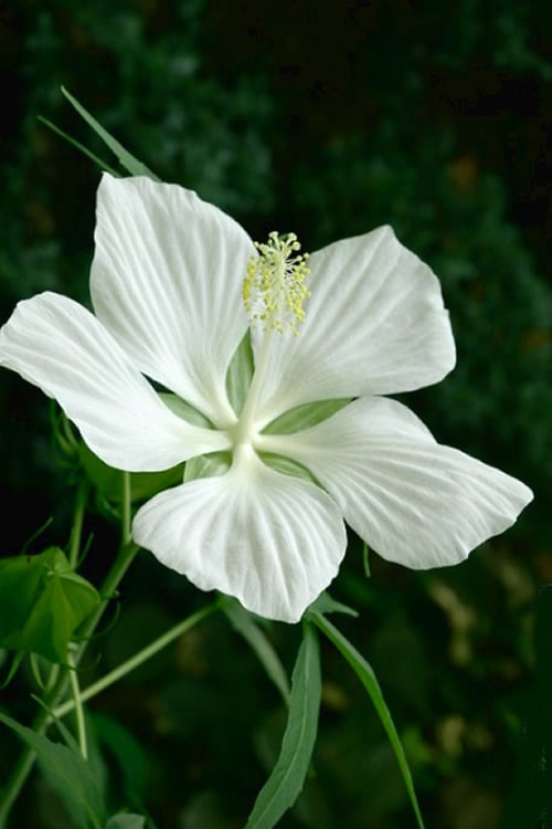 White Swamp Hardy Hibiscus - 1 Gallon Pot