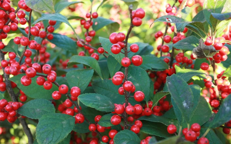 Male & Female Winterberry Holly Combo (2-Pack Of 3 Gallon Pots)