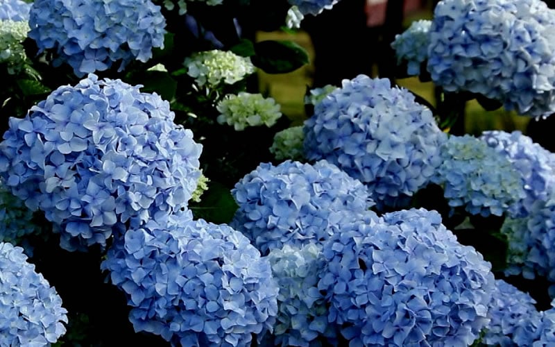 Big Daddy Hydrangea - 2 Gallon Pot
