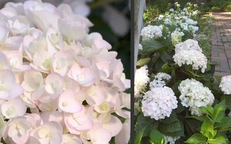 Blushing Bride Endless Summer Hydrangea - 1 Gallon Pot