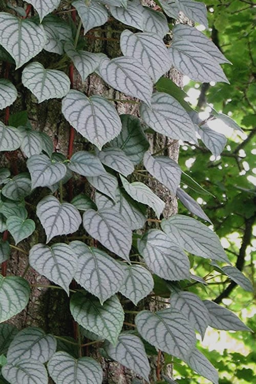 Moonlight Climbing Hydrangea - 1 Gallon Pot
