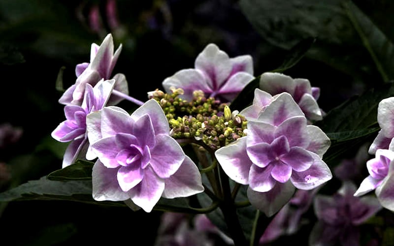 Double Delights Stargazer Hydrangea - 3 Gallon Pot