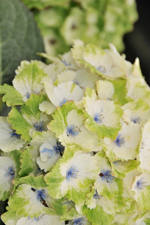 Everlasting Noblesse Hydrangea - 3 Gallon Pot