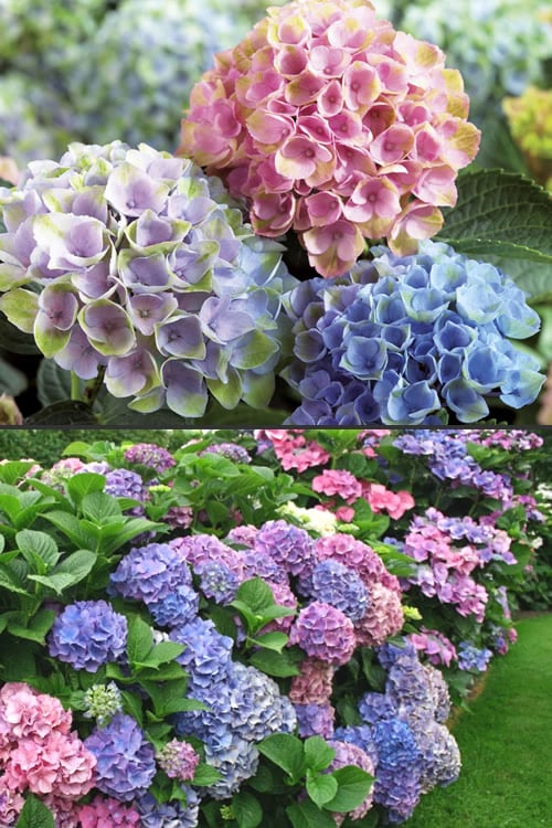 Everlasting Revolution Hydrangea - 3 Gallon Pot
