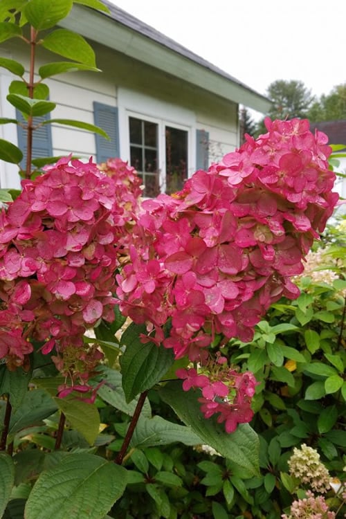 Fire Light Hydrangea - Single Trunk Topiary Tree - 5 Gallon Pot