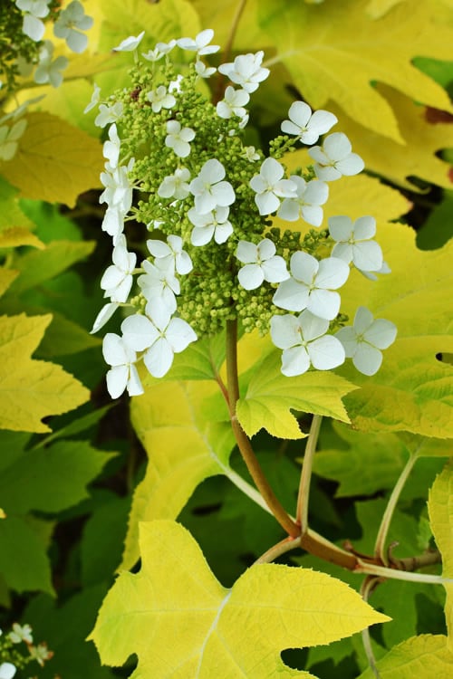 Little Honey Oakleaf Hydrangea - 1 Gallon Pot