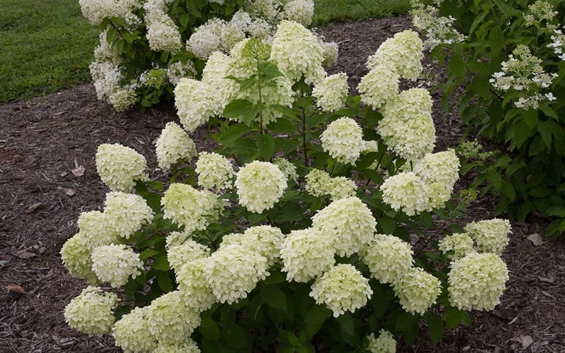 Little Lime Hydrangea - 3 Gallon Pot
