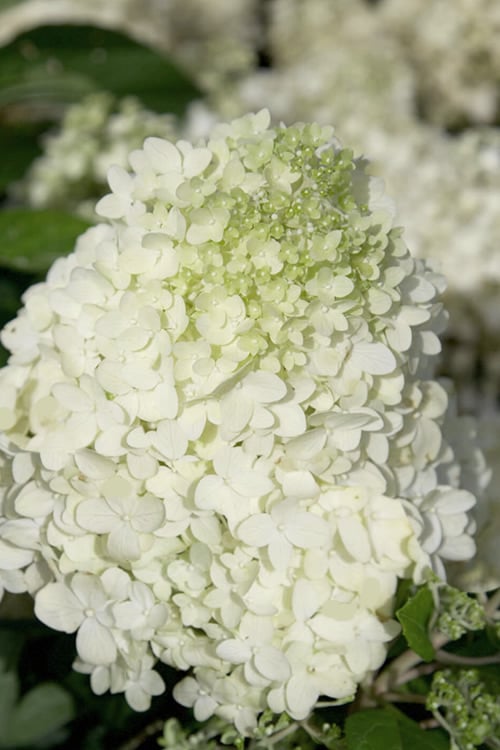 Moon Dance Hydrangea - 2 Gallon Pot