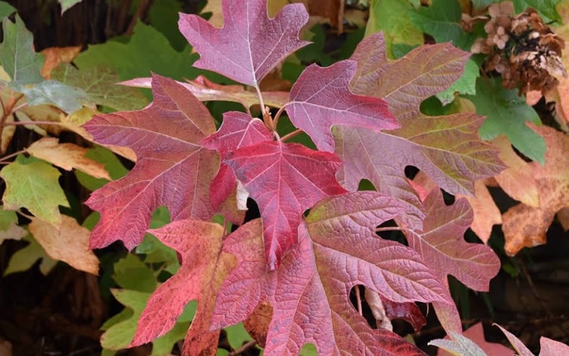 Munchkin Dwarf Oakleaf Hydrangea - 2 Gallon Pot