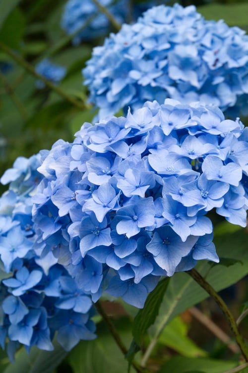Nikko Blue Hydrangea - 3 Gallon Pot