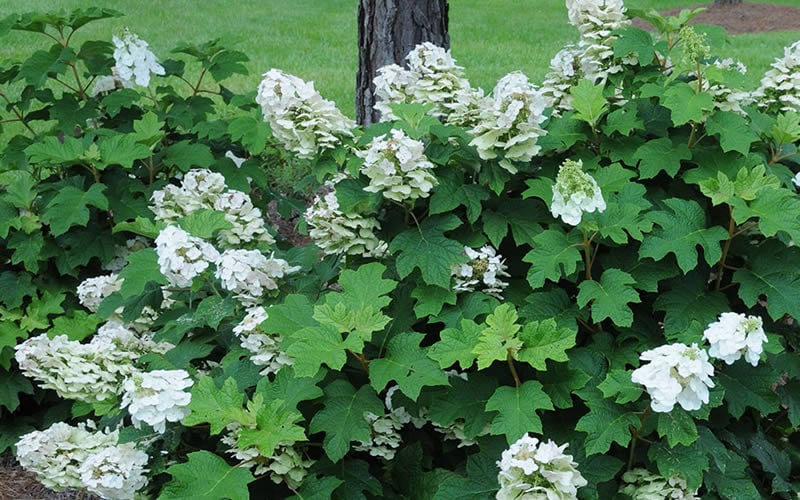 Ruby Slippers Dwarf Oakleaf Hydrangea - 1 Gallon Pot