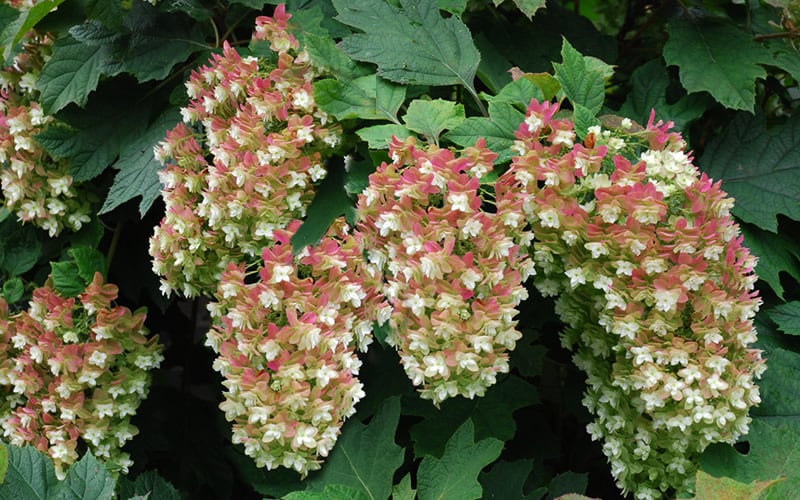 Snowflake Oakleaf Hydrangea - 3 Gallon Pot