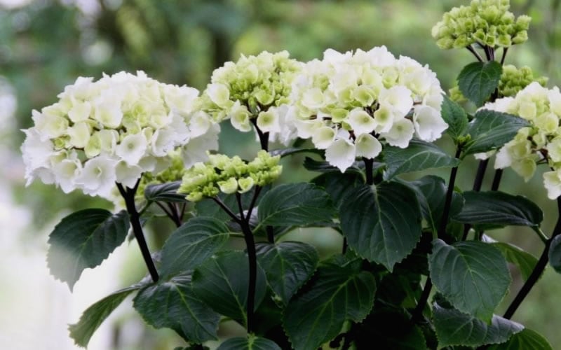 Zebra Hydrangea - 1 Gallon Pot