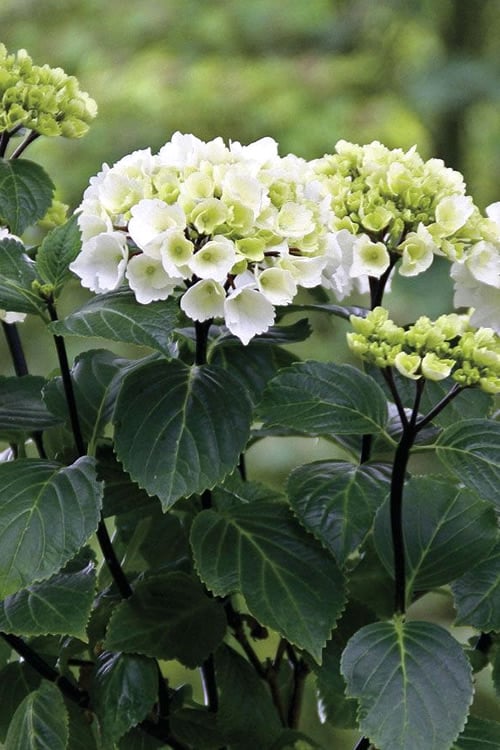 Zebra Hydrangea - 3 Gallon Pot