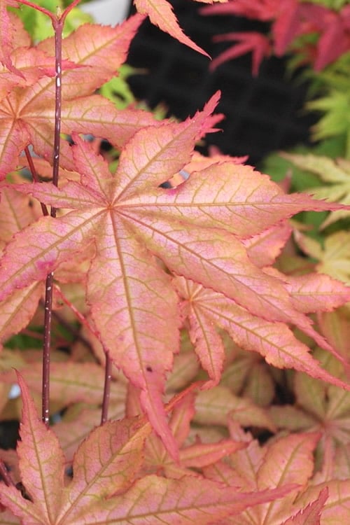 Amber Ghost Japanese Maple - 3 Gallon Pot