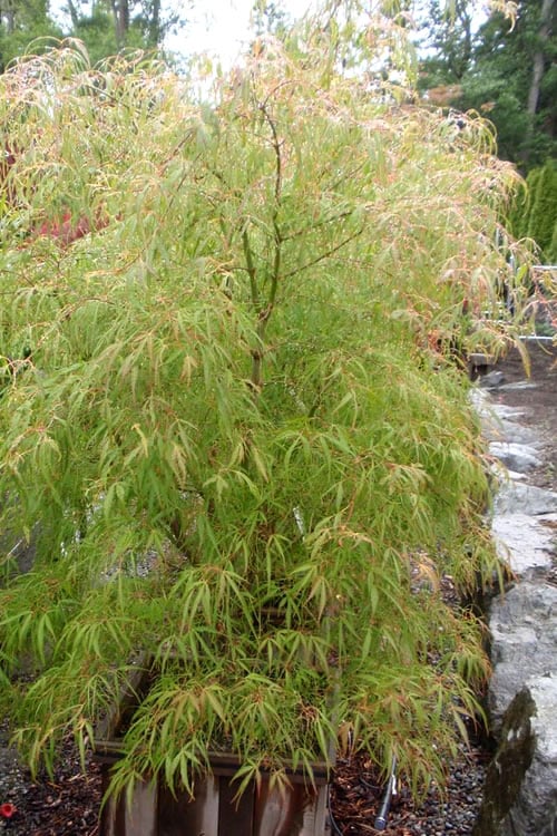 Aoyagi Gawa Strapleaf Japanese Maple - 1 Gallon Pot